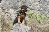 BERGER ALLEMAND 126